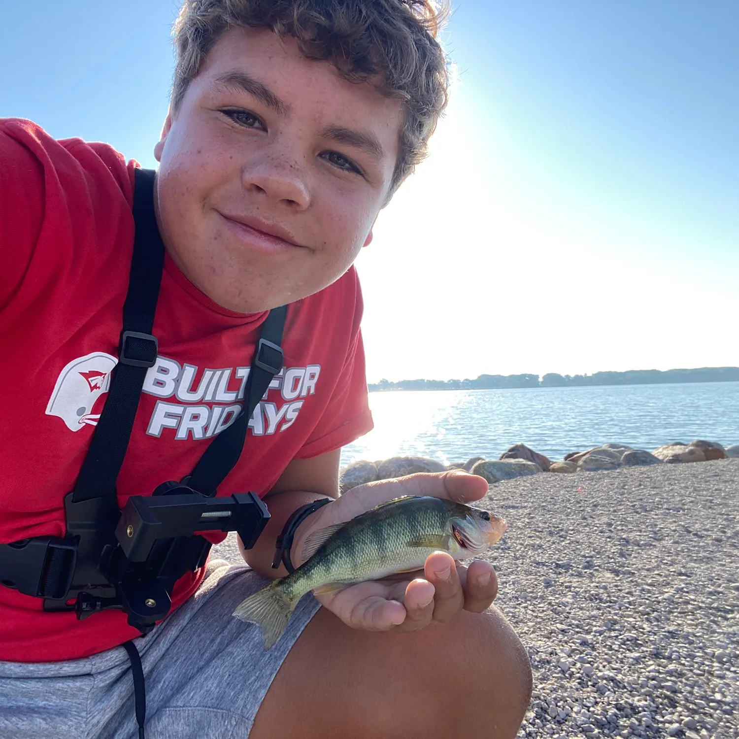 Yellow perch caught on Fishbrain