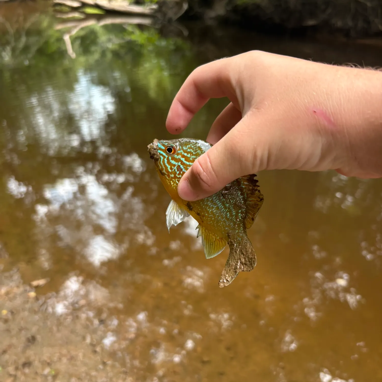 Longear sunfish caught on Fishbrain