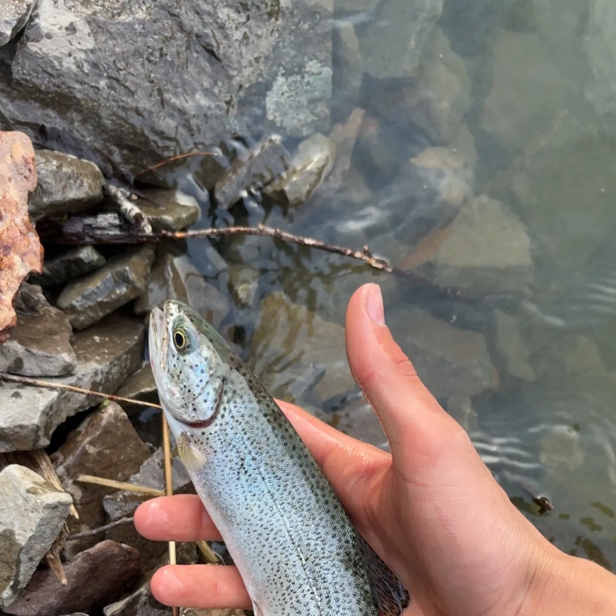 The most recent Coastal cutthroat trout catches on Fishbrain