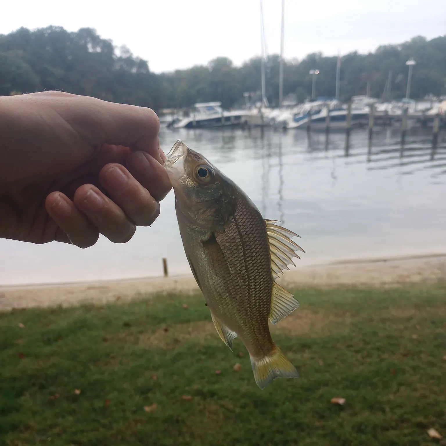 White perch caught on Fishbrain