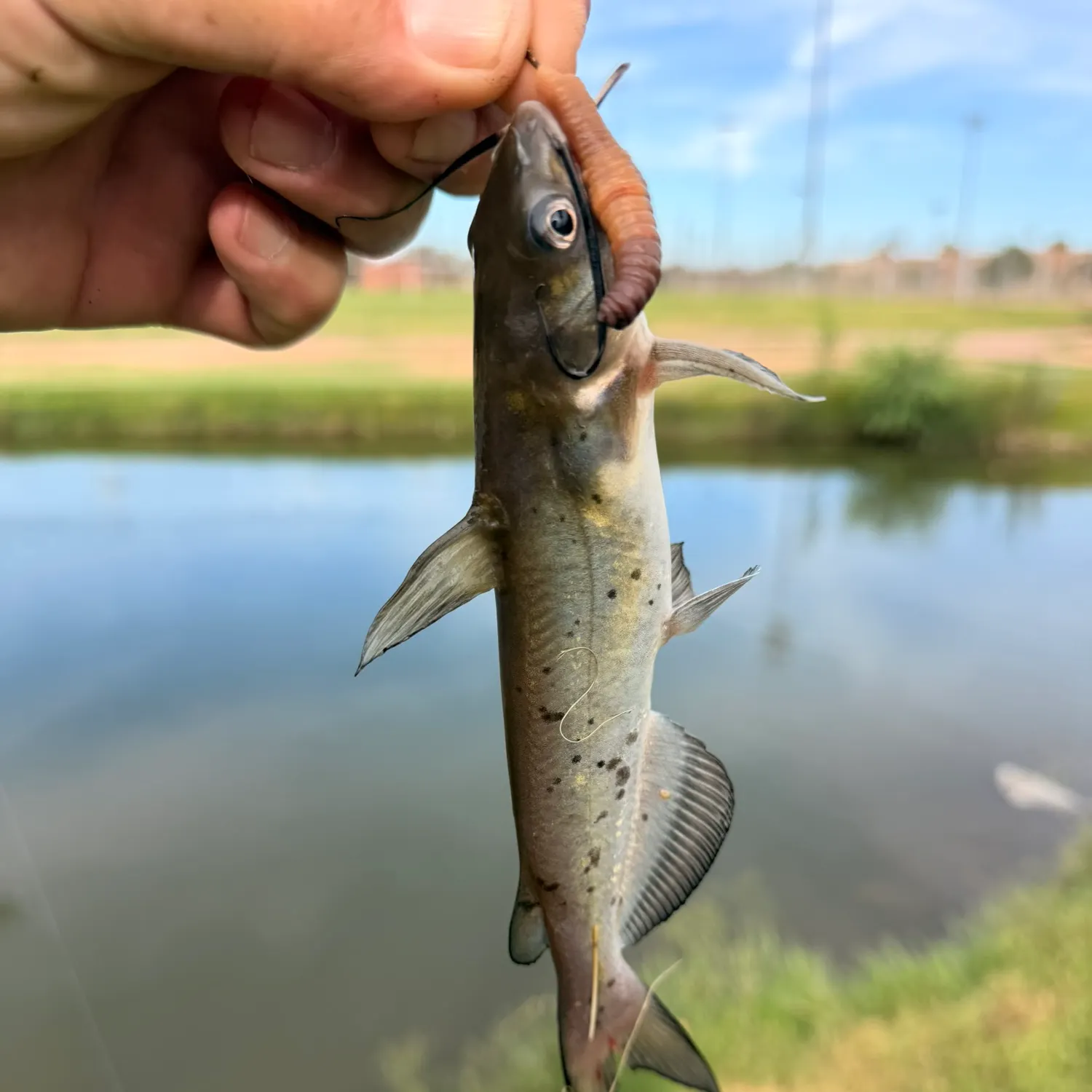 Channel catfish caught on Fishbrain