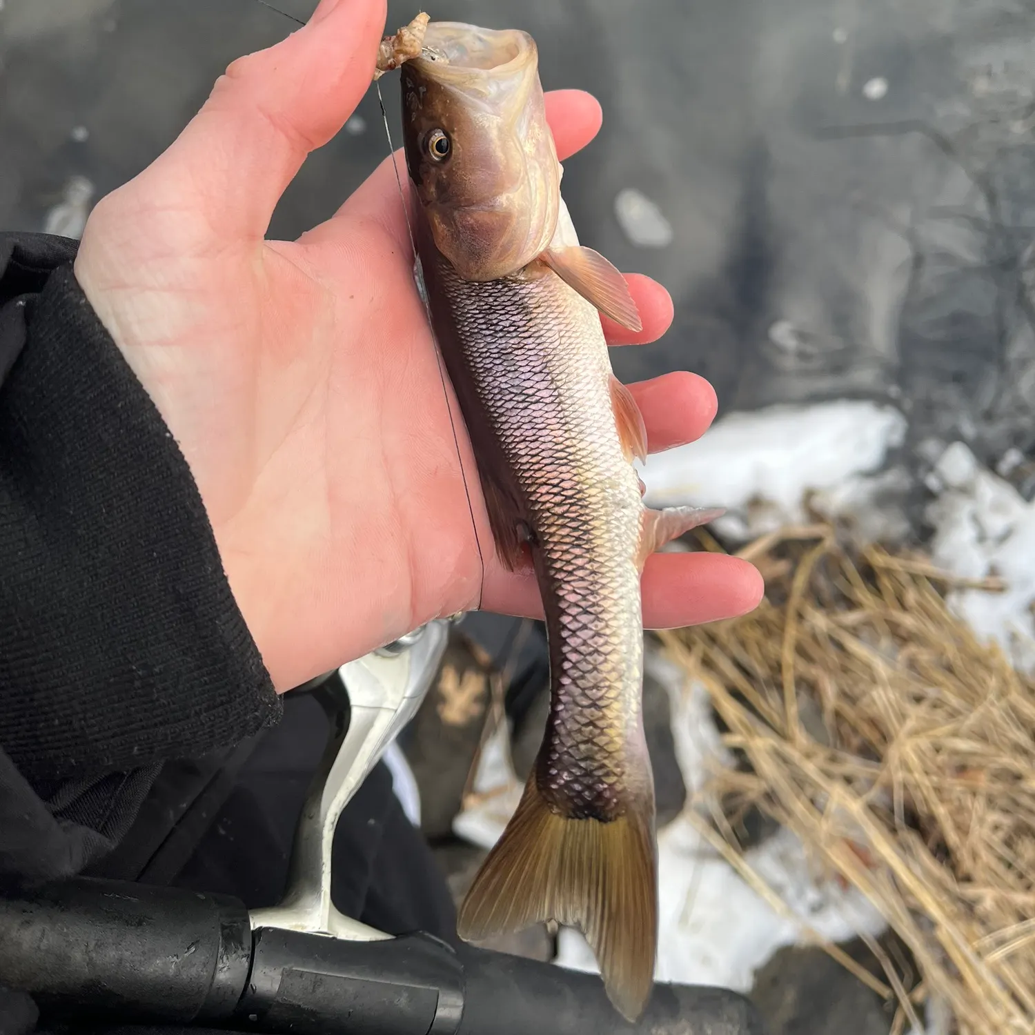 The most recent Creek chub catches on Fishbrain