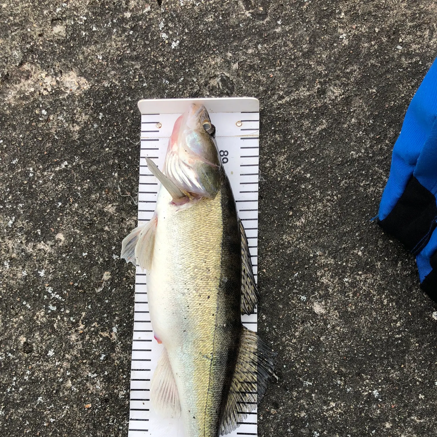 The most recent Zander catches on Fishbrain