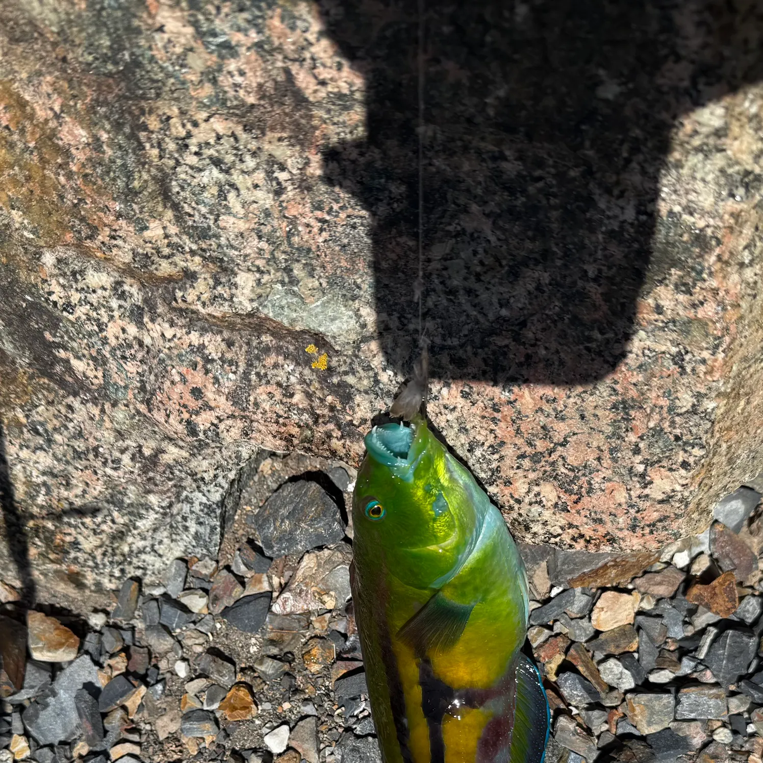 The most recent Patrician wrasse catches on Fishbrain