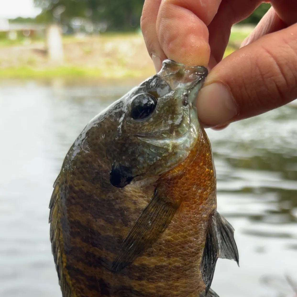 Bluegill caught on Fishbrain