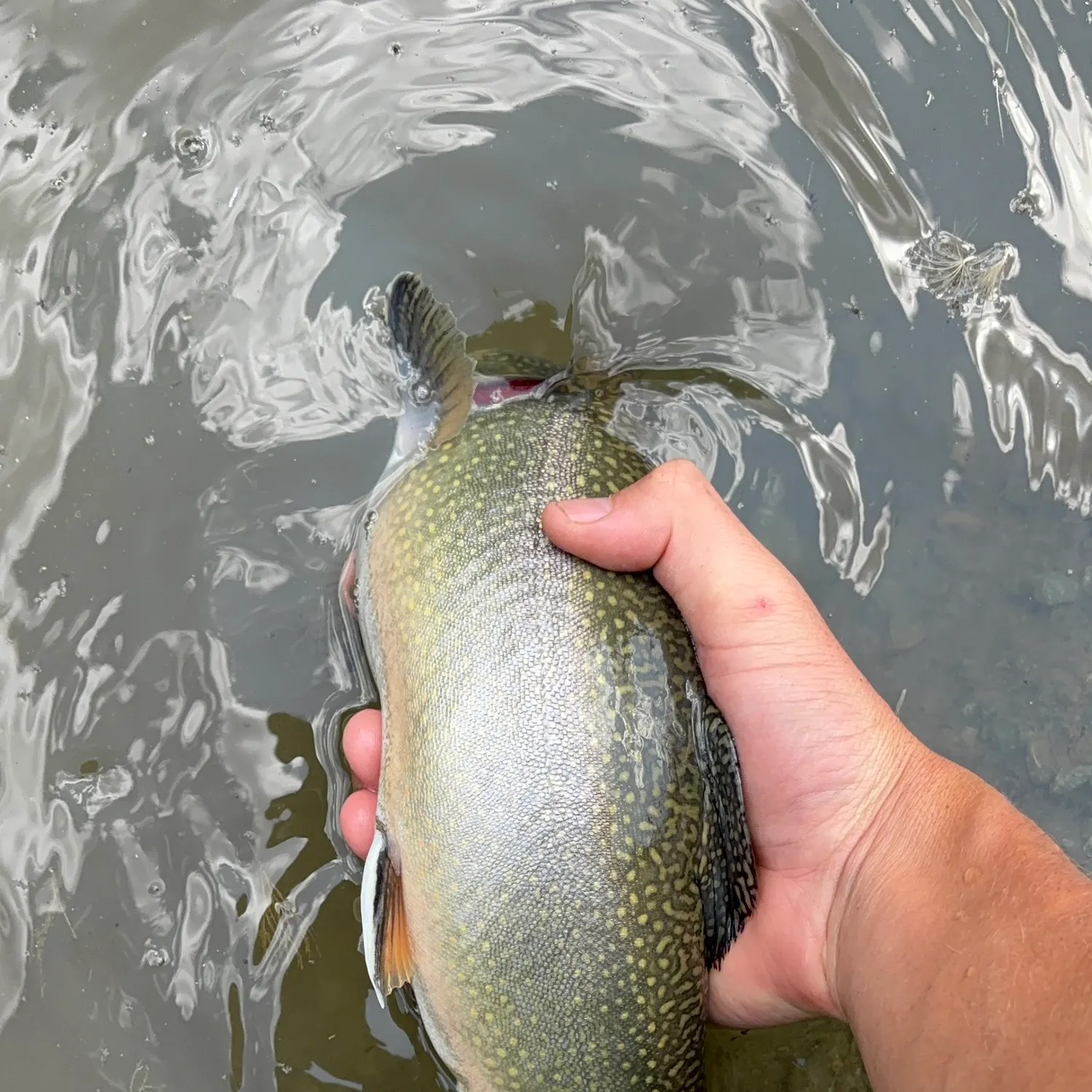 Brook trout caught on Fishbrain