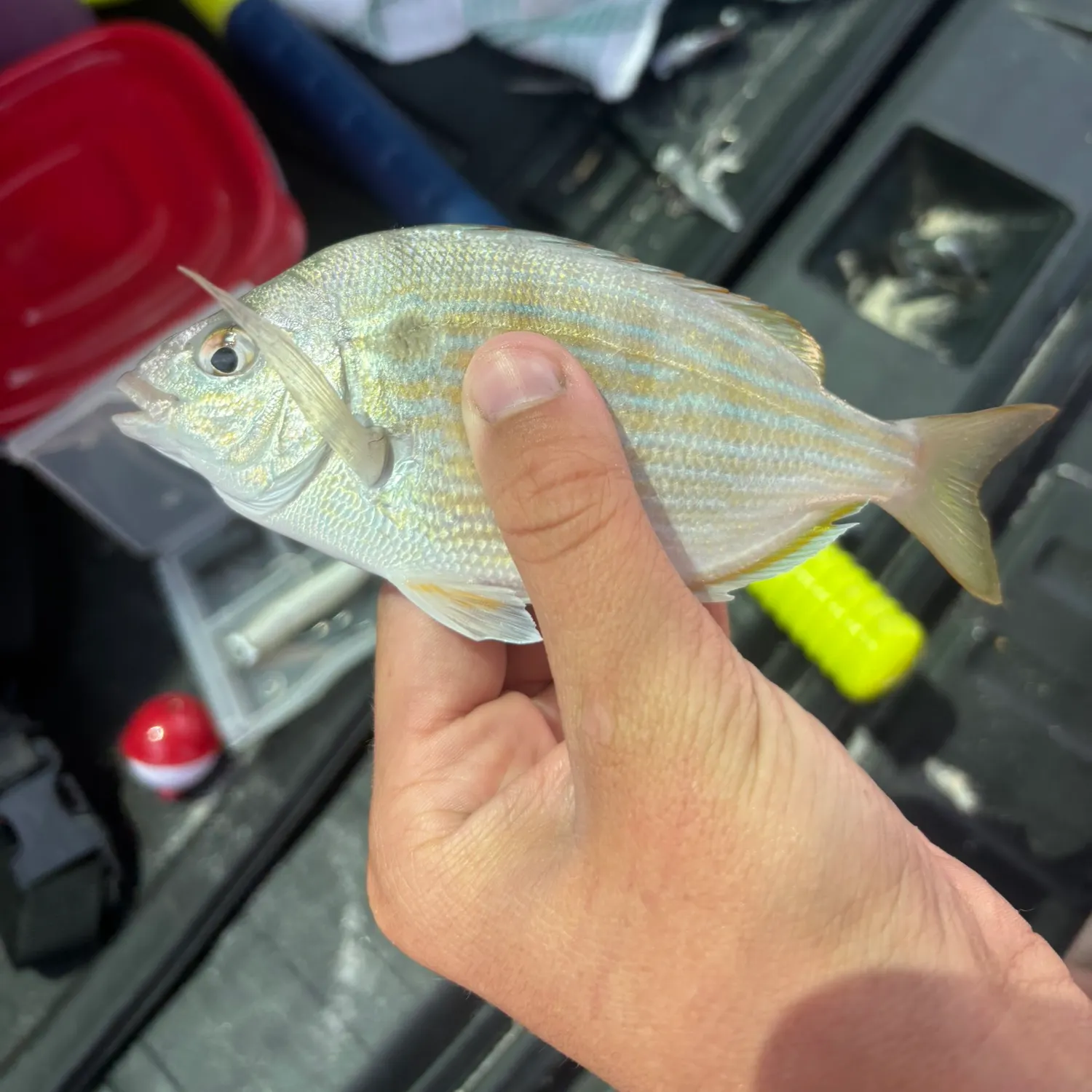 The most recent Pinfish catches on Fishbrain