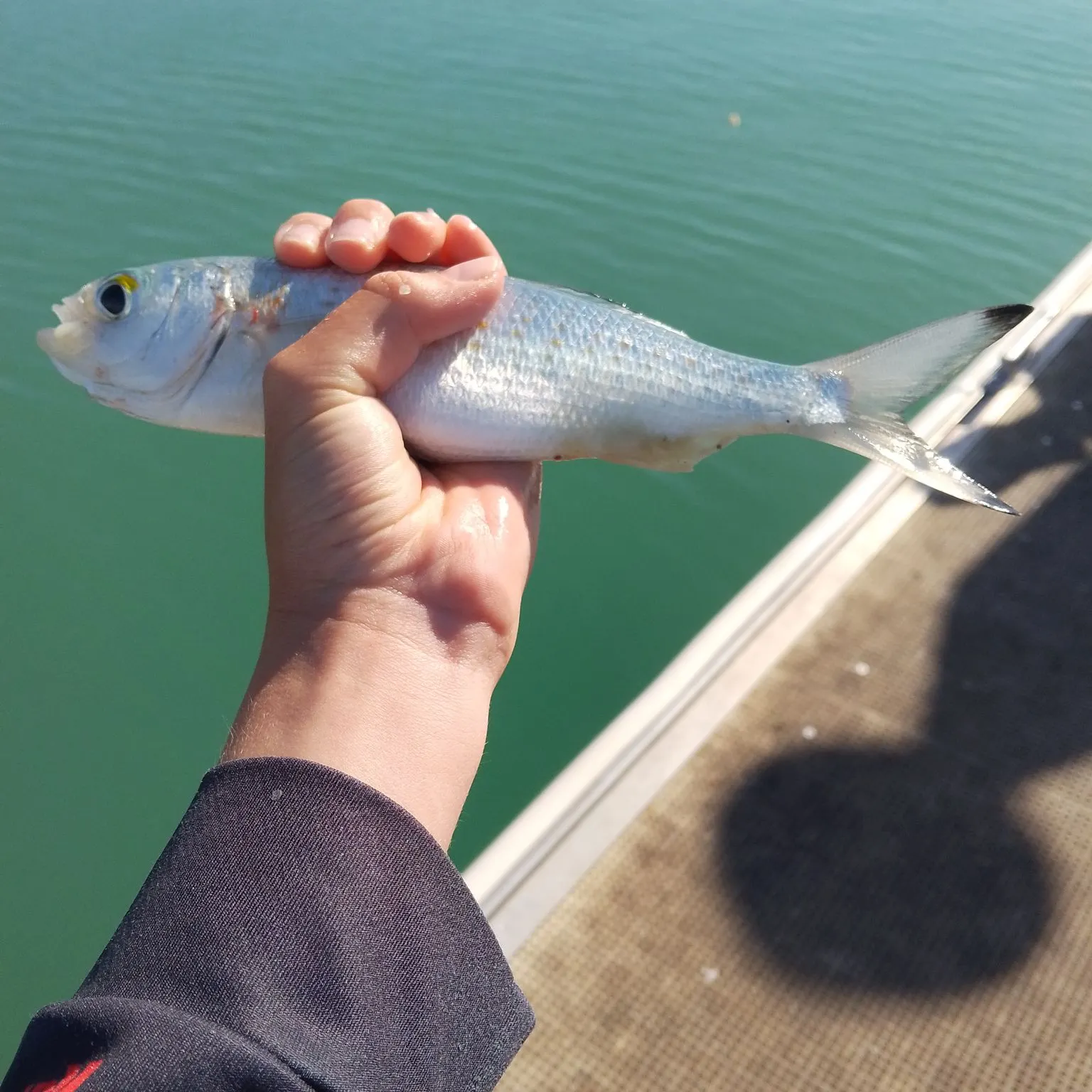Australian ruff caught on Fishbrain
