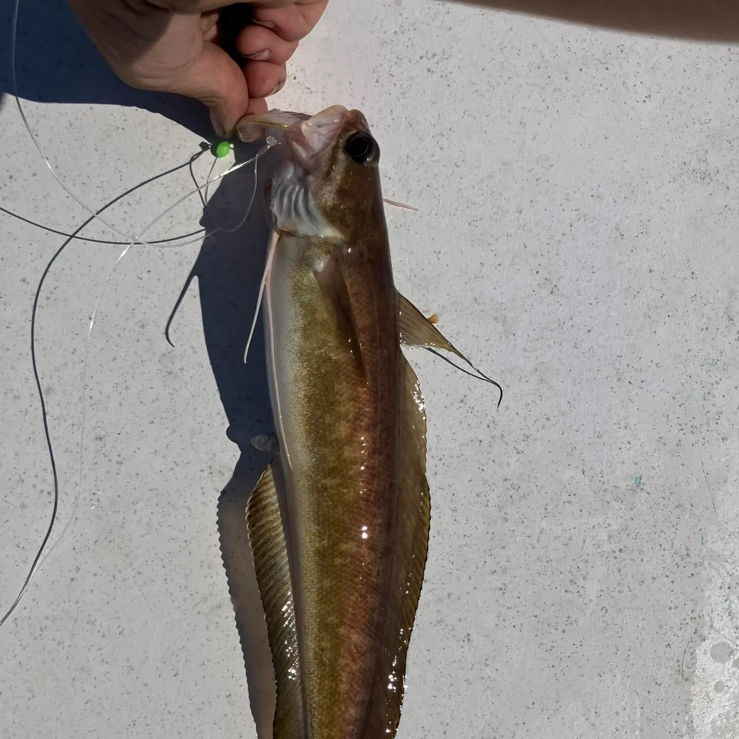 The most popular recent Tusk catch on Fishbrain