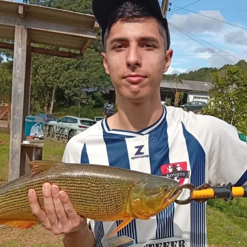 Golden dorado caught on Fishbrain