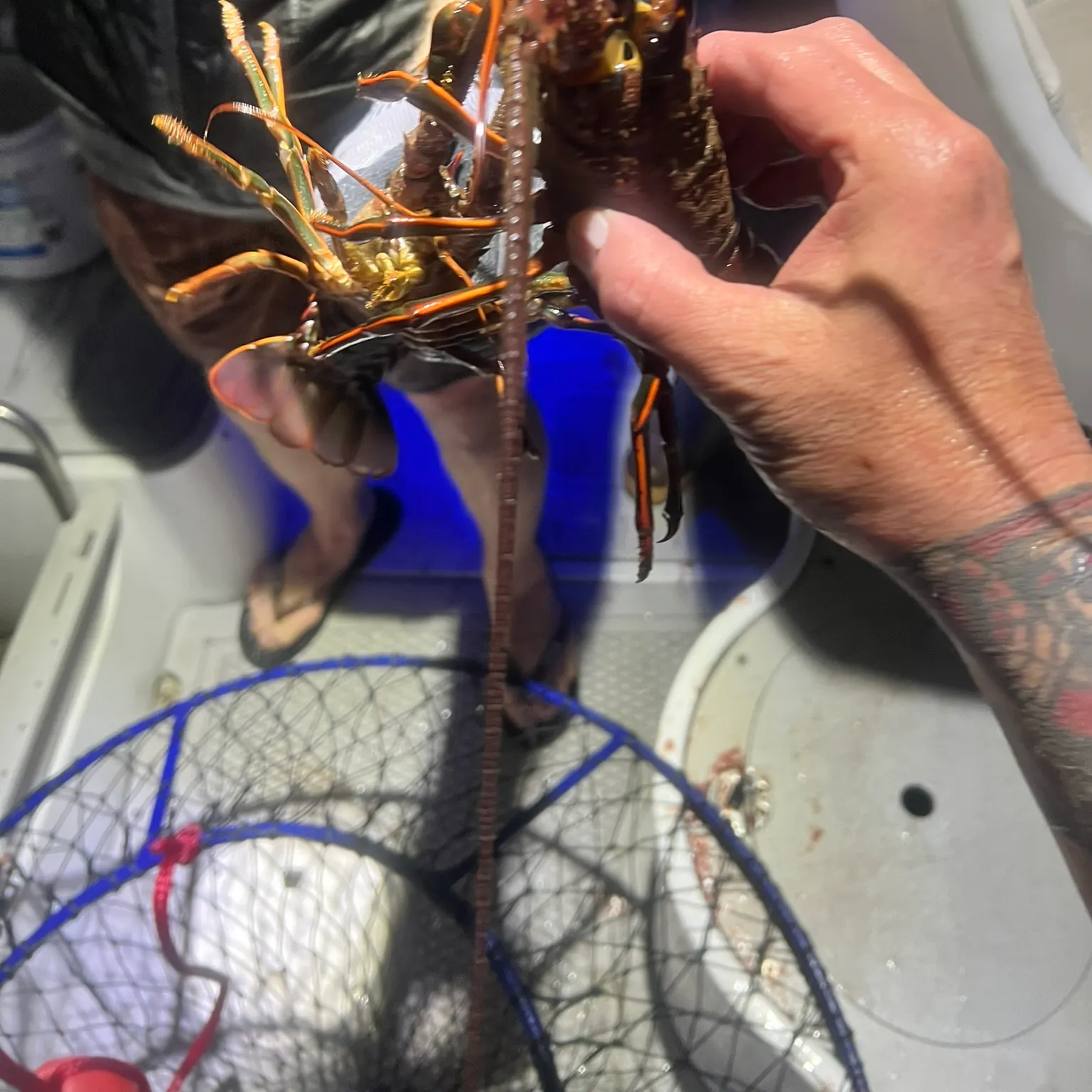 The most recent California spiny lobster catches on Fishbrain
