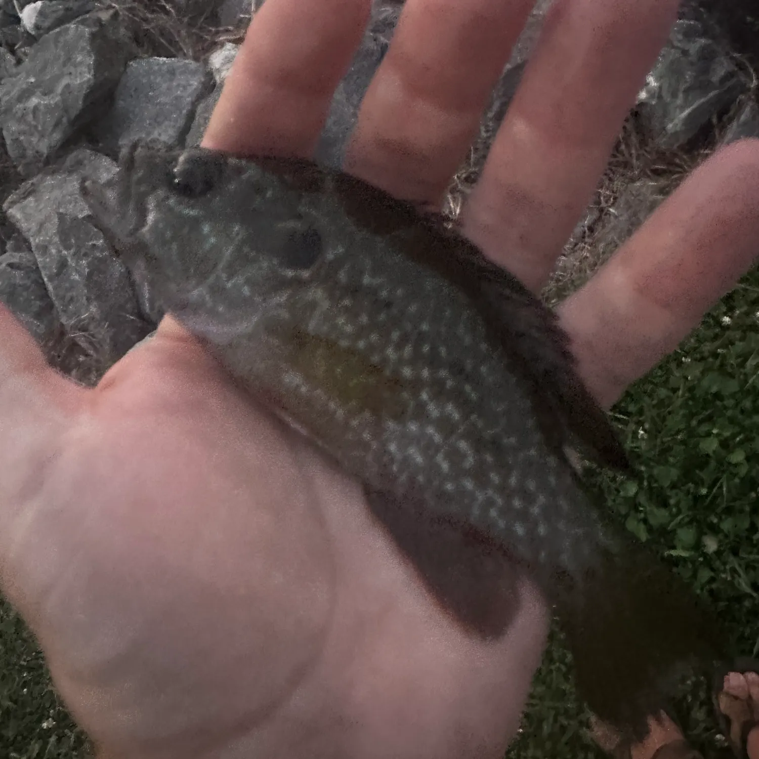 Greengill hybrid caught on Fishbrain
