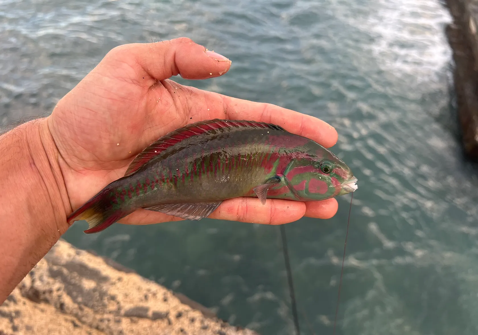 Fivestripe wrasse