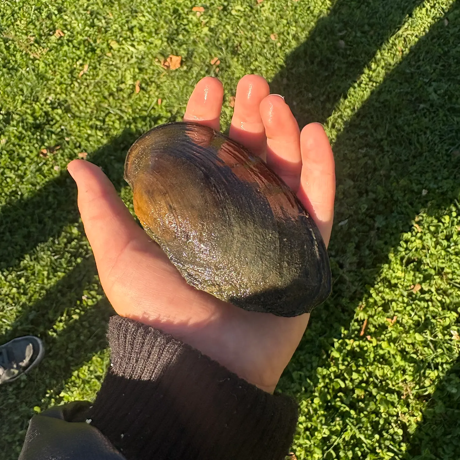 Asian clam caught on Fishbrain