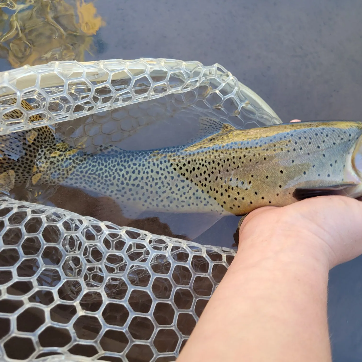 Cutthroat trout caught on Fishbrain