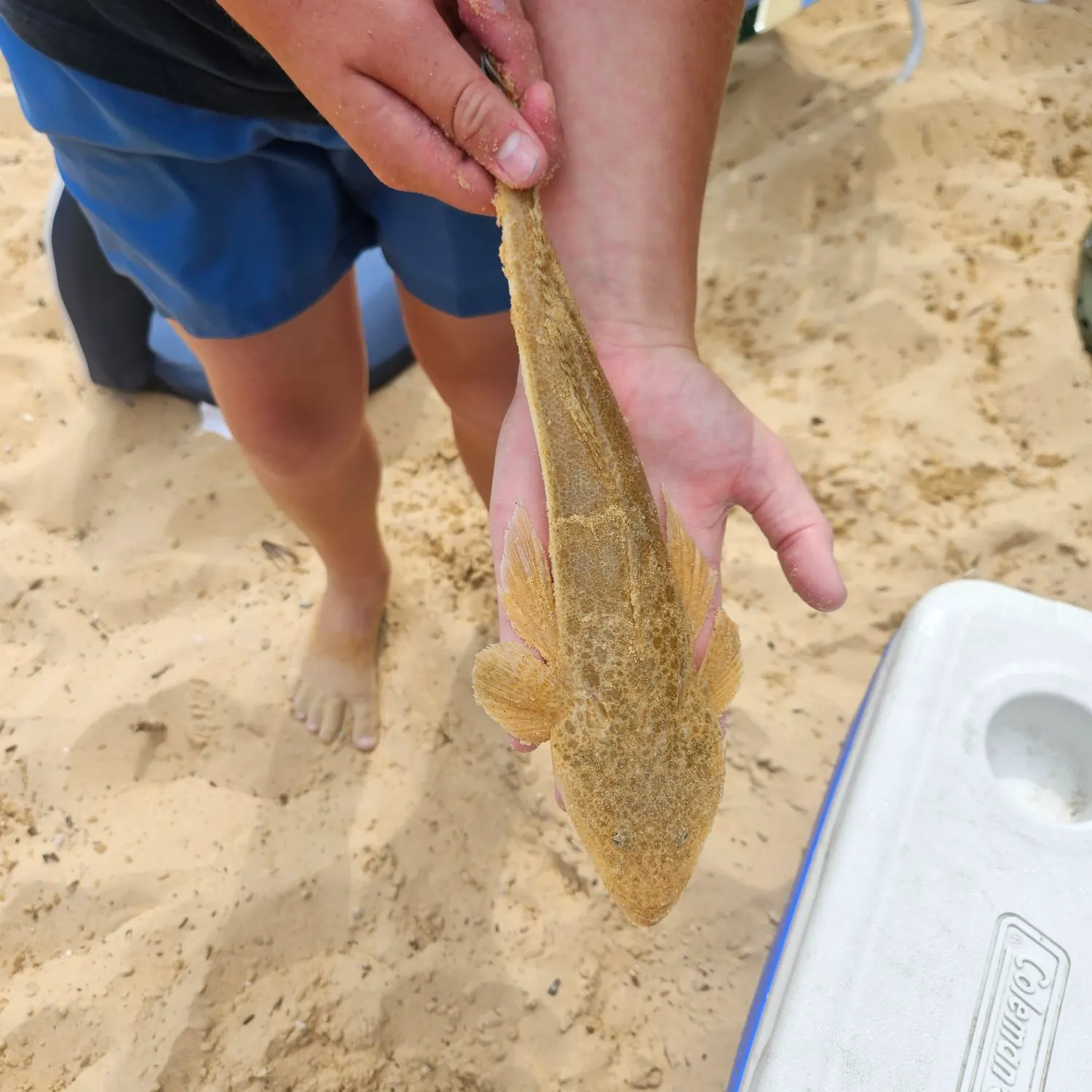 The most popular recent Blue-spotted flathead catch on Fishbrain