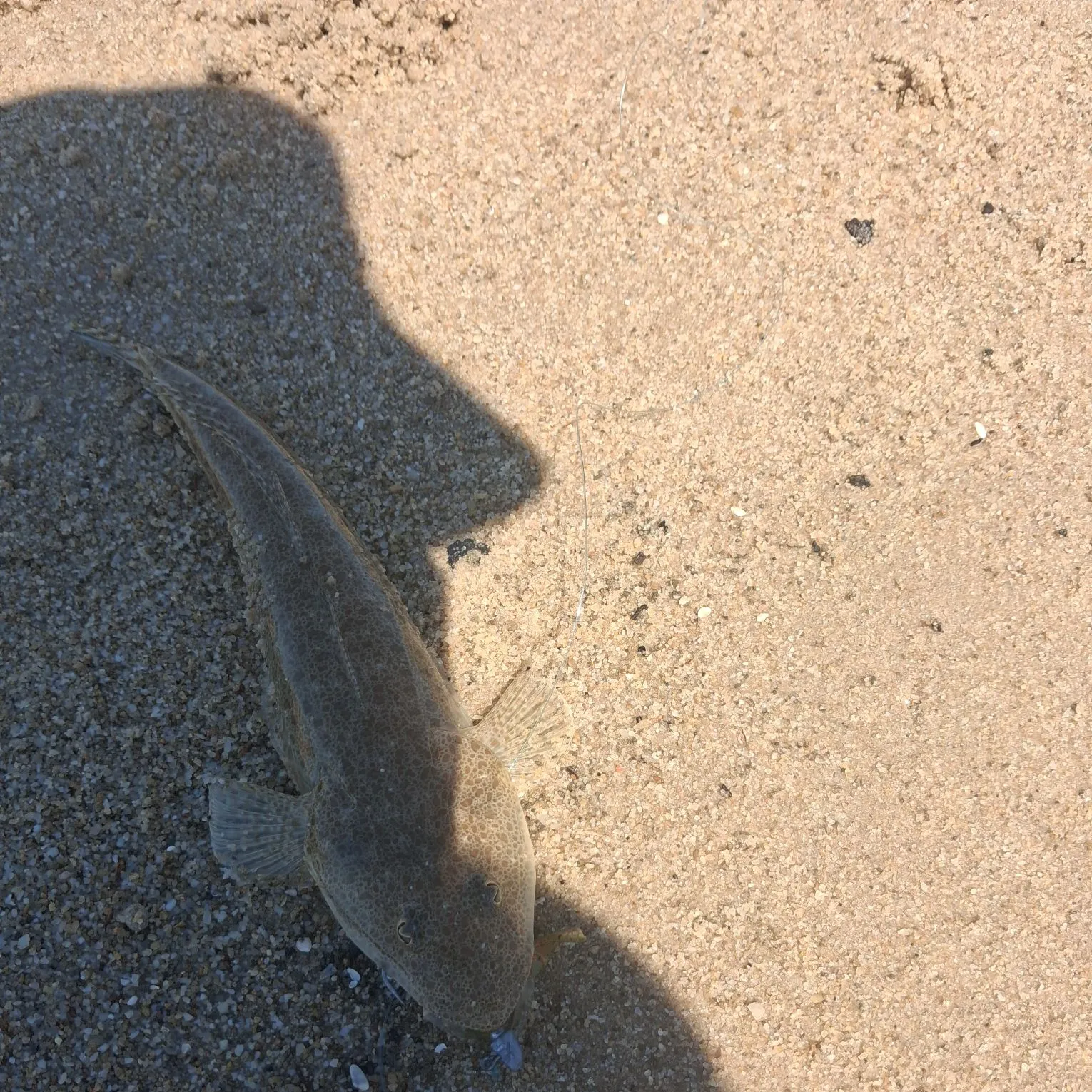 Fish caught on Fishbrain