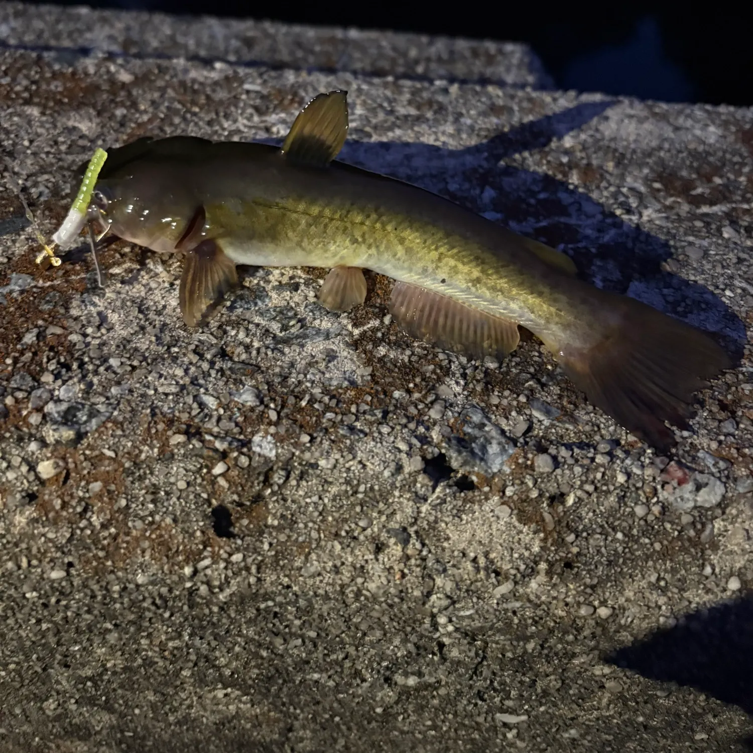 The most recent Flat bullhead catches on Fishbrain