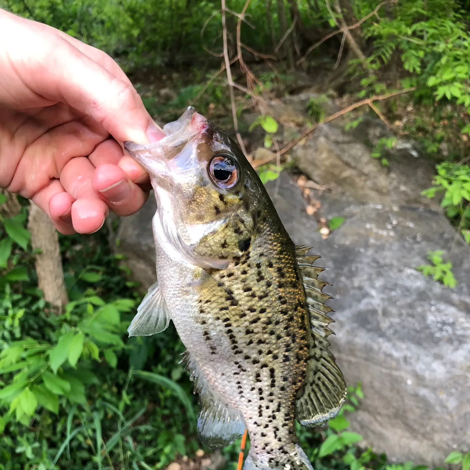 The most recent Ozark bass catches on Fishbrain