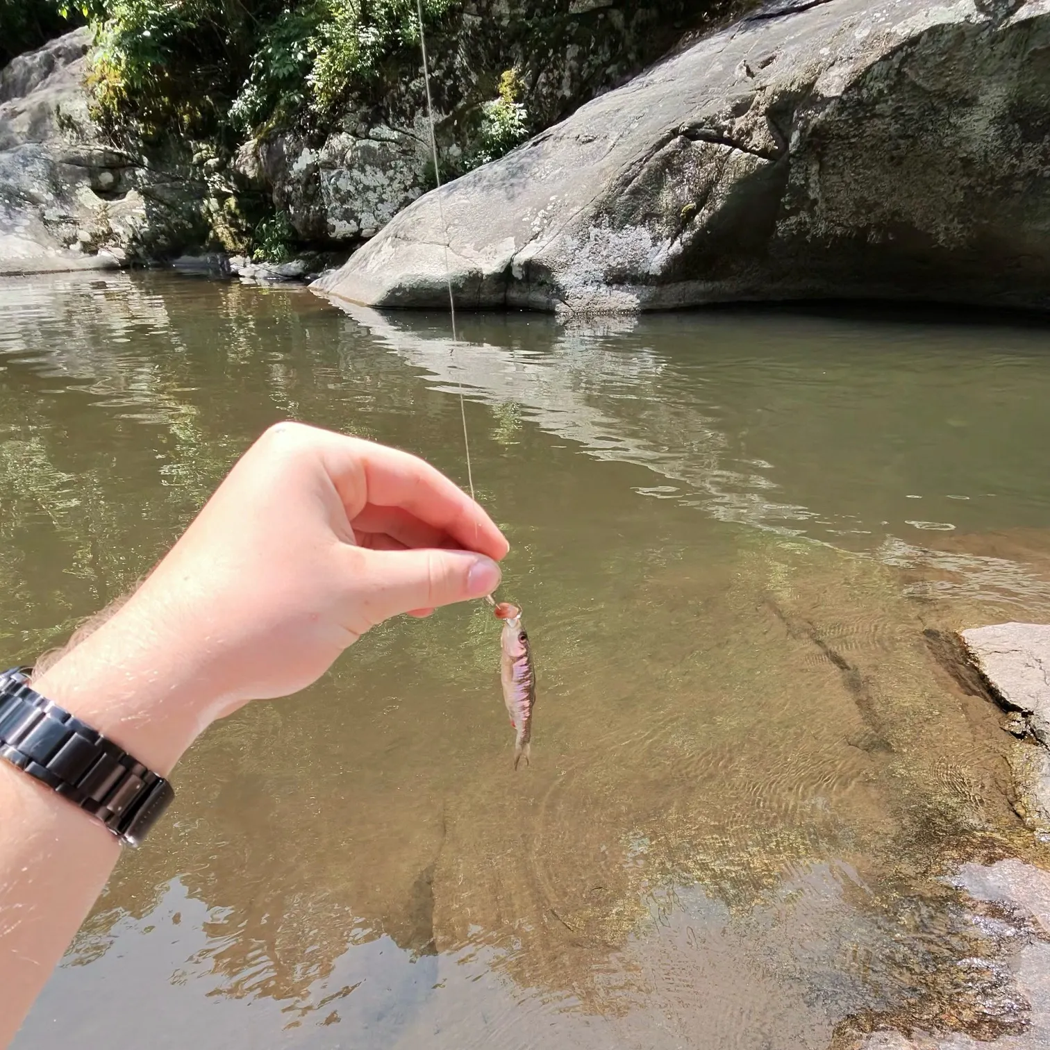 The most recent Rosyside dace catches on Fishbrain
