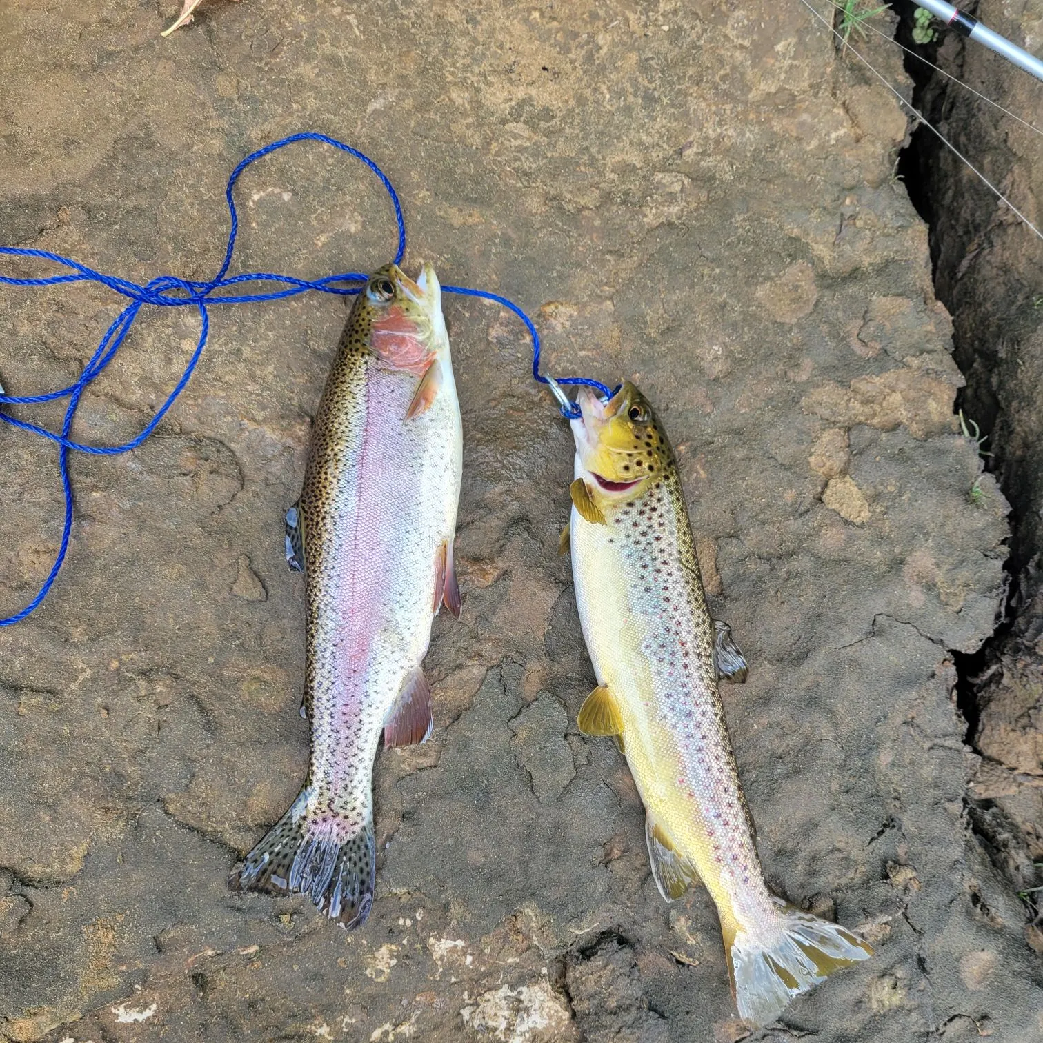 Rainbow trout caught on Fishbrain
