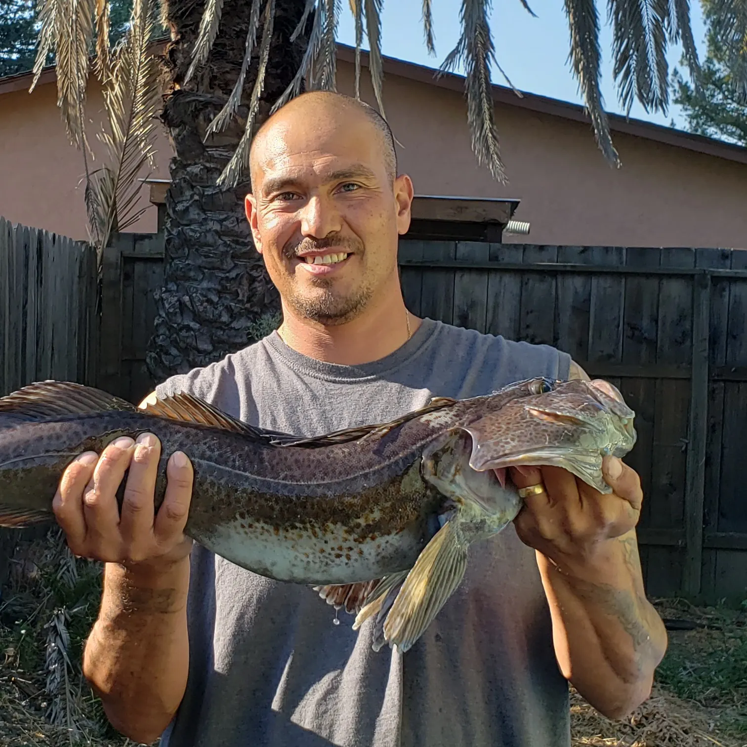 Lingcod caught on Fishbrain