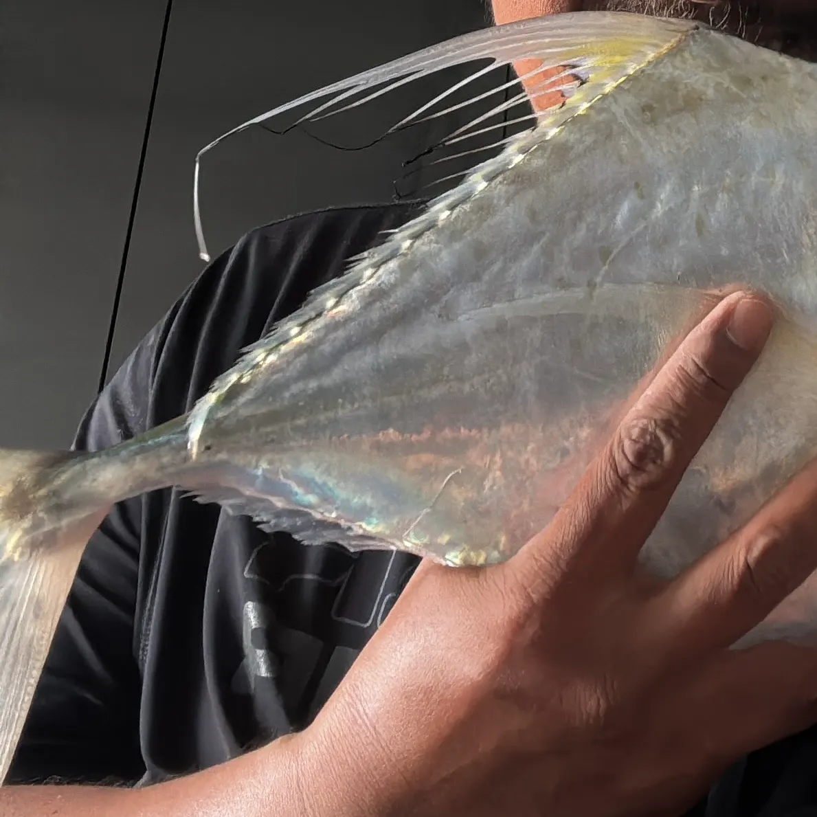 The most recent Indian threadfish catches on Fishbrain