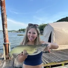 Channel catfish caught on Fishbrain