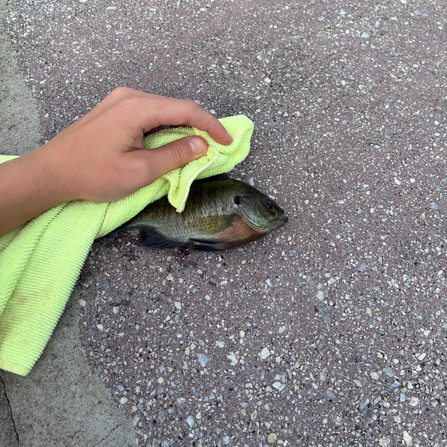 catch