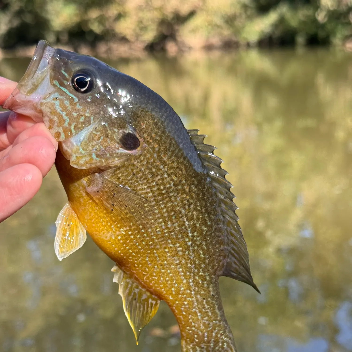 Green sunfish caught on Fishbrain