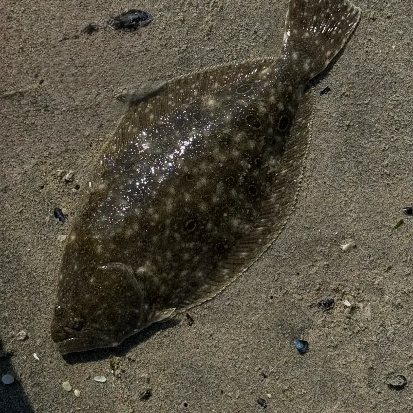 Summer flounder caught on Fishbrain