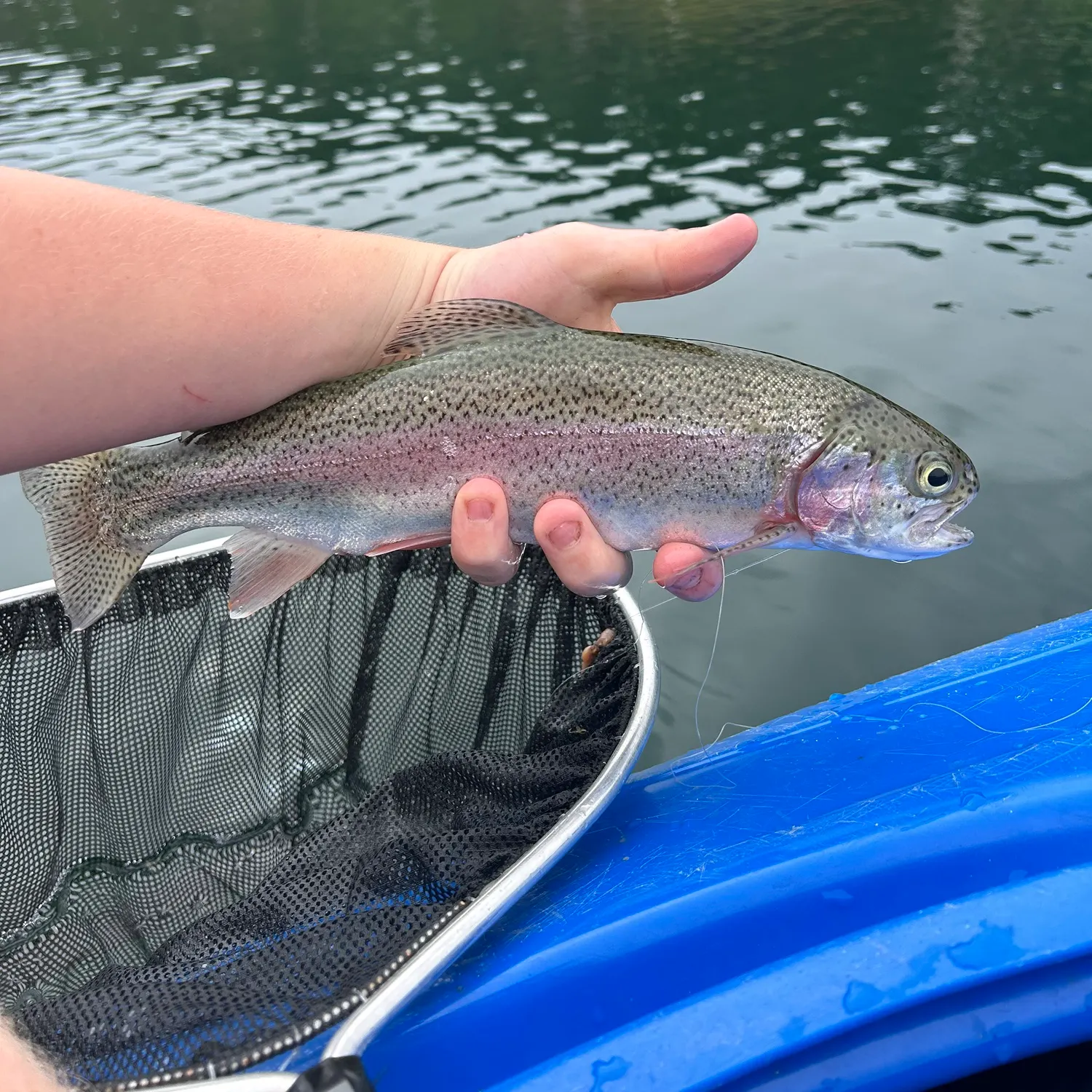 Rainbow trout caught on Fishbrain