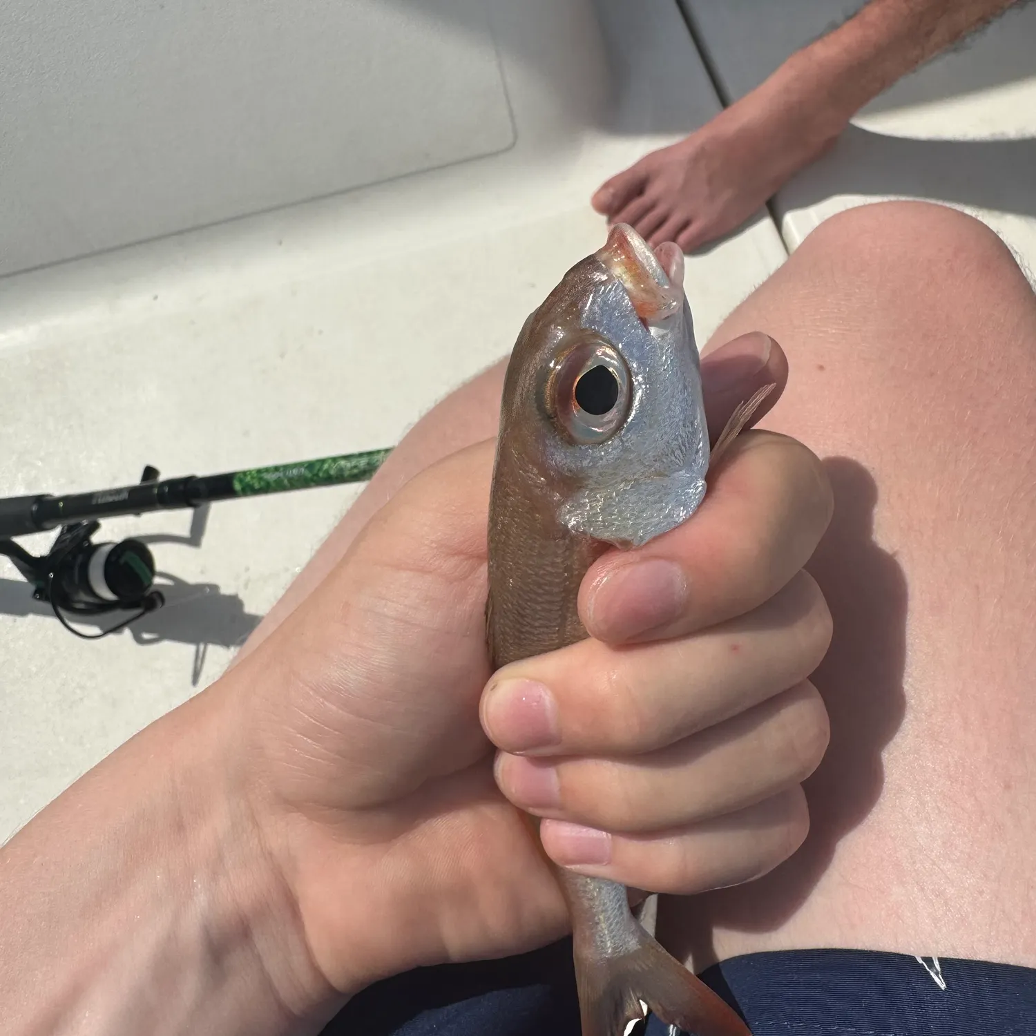 The most recent Axillary seabream catches on Fishbrain