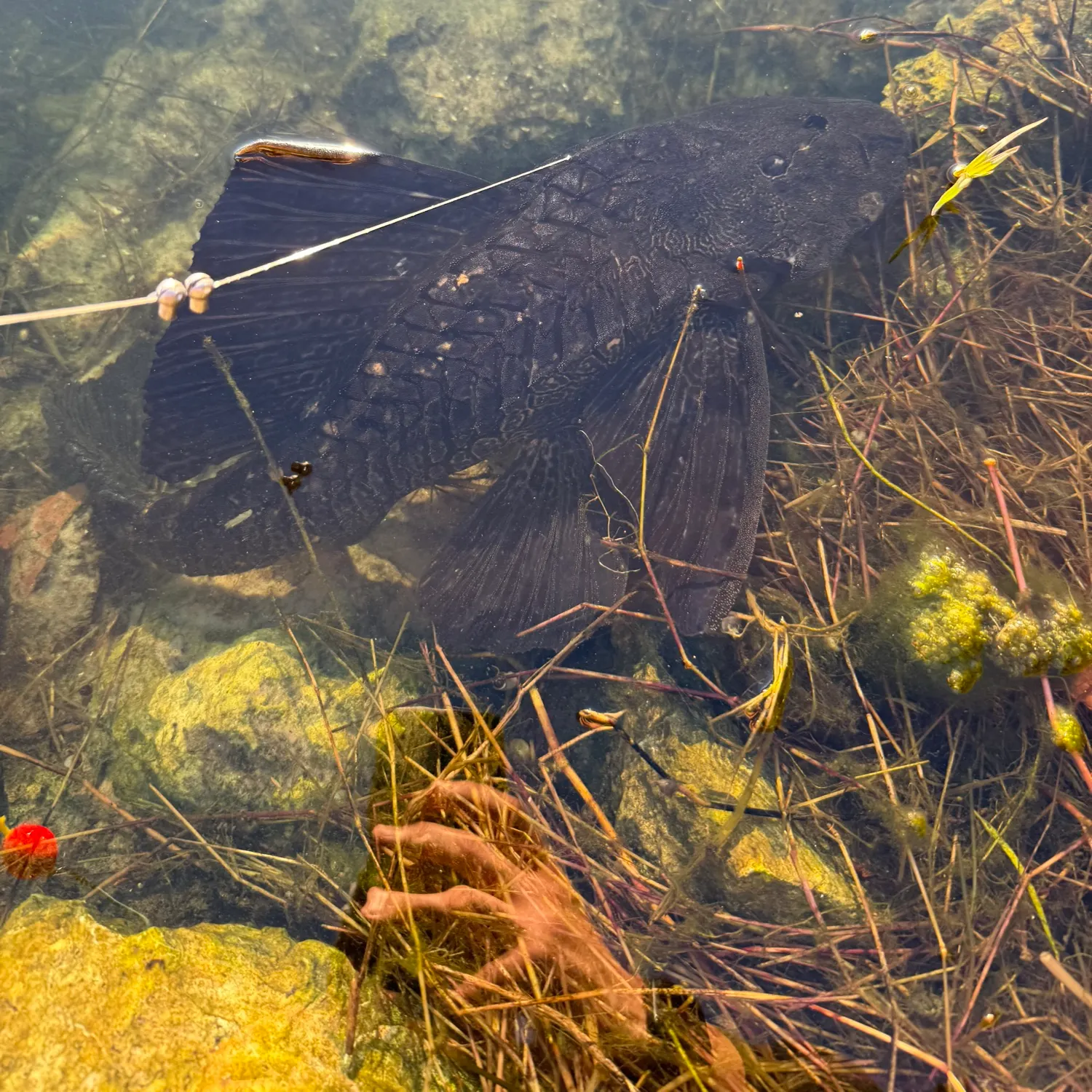 The most recent Suckermouth catfish catches on Fishbrain