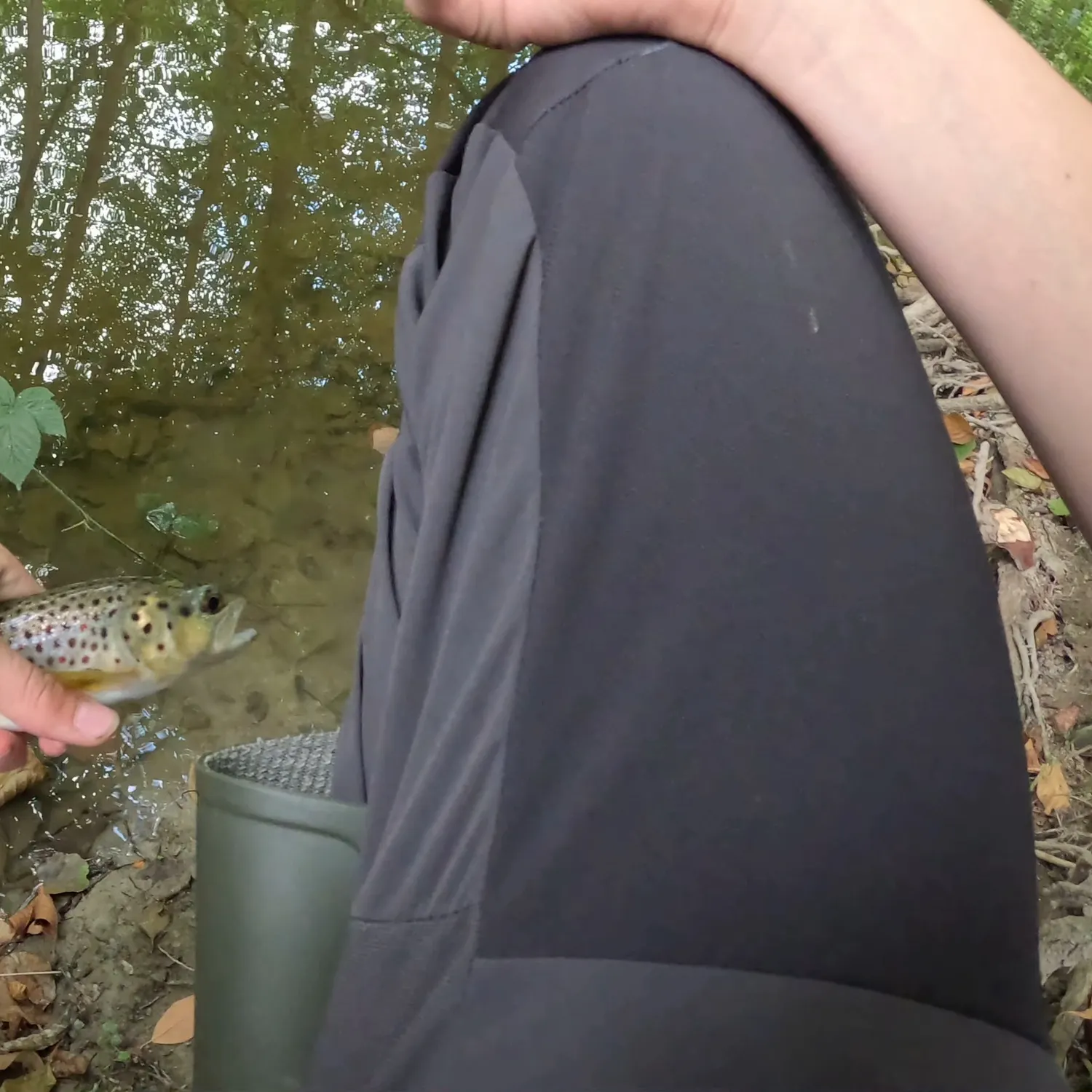 Brown trout caught on Fishbrain