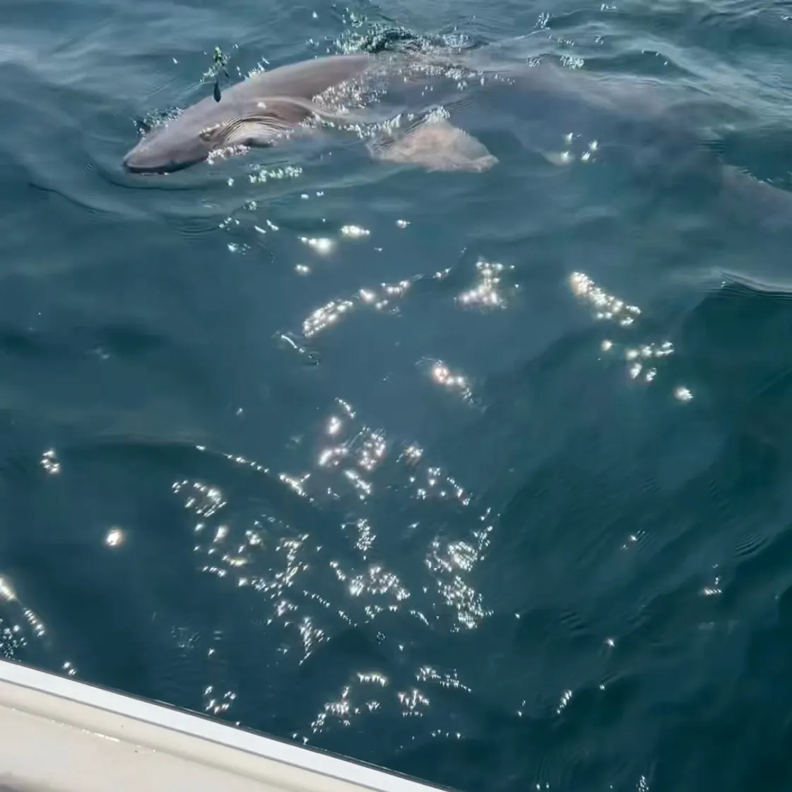 Sand tiger shark caught on Fishbrain
