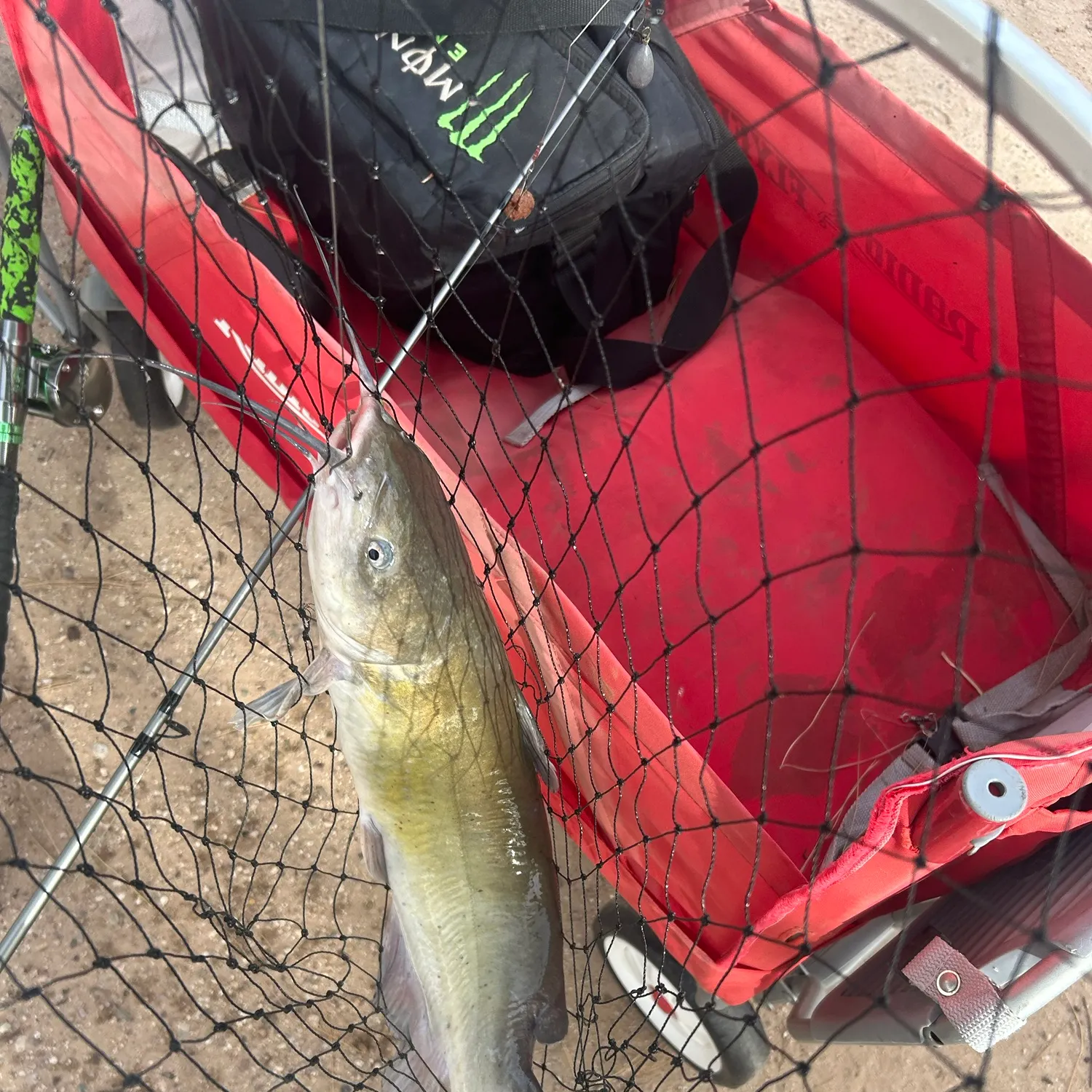 Channel catfish caught on Fishbrain