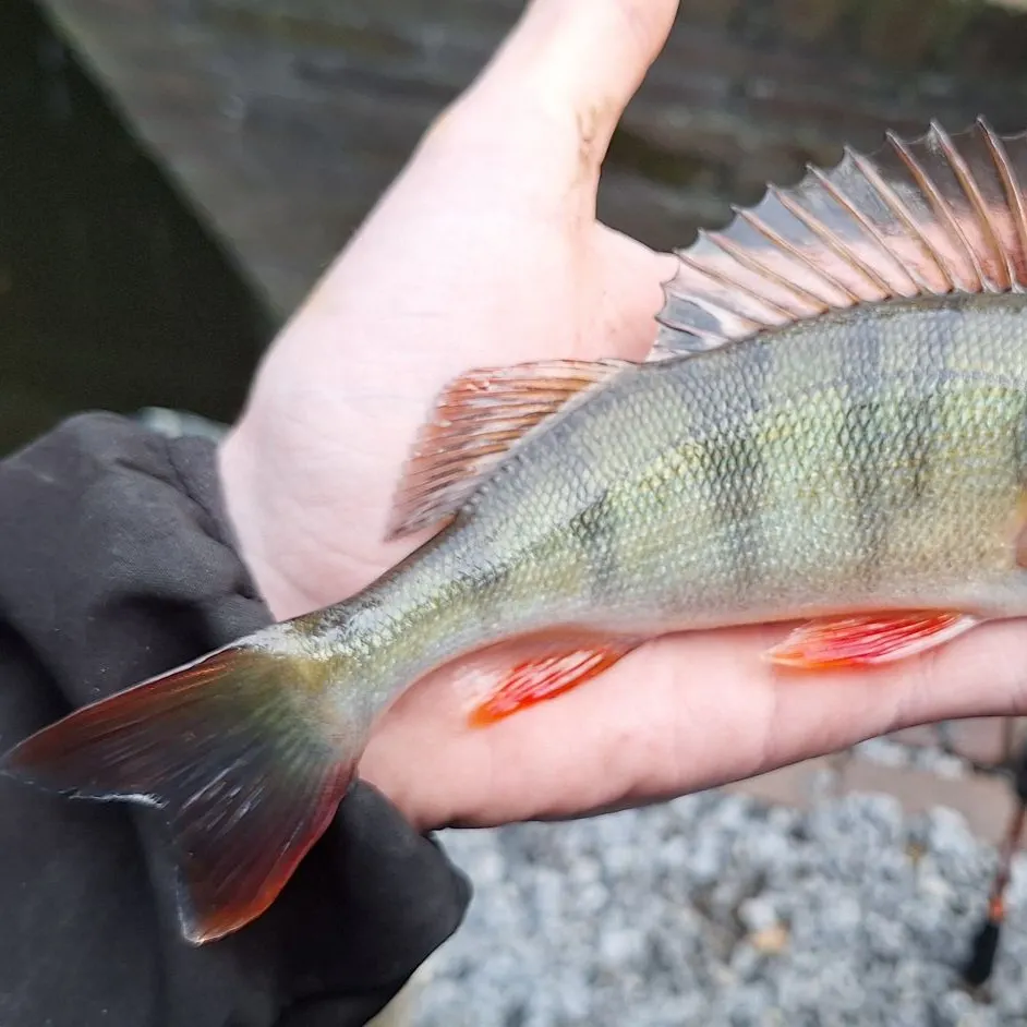 European perch caught on Fishbrain