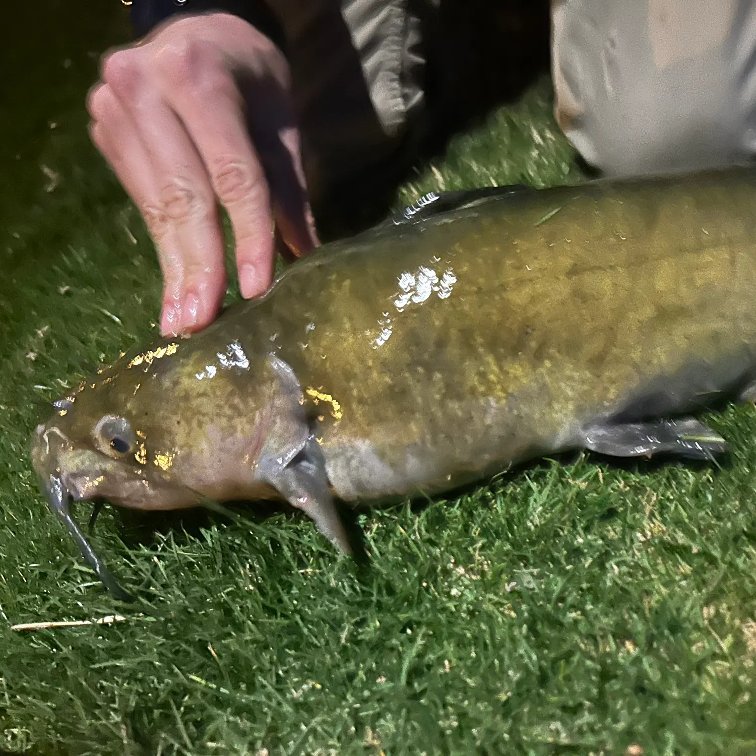 angler catch