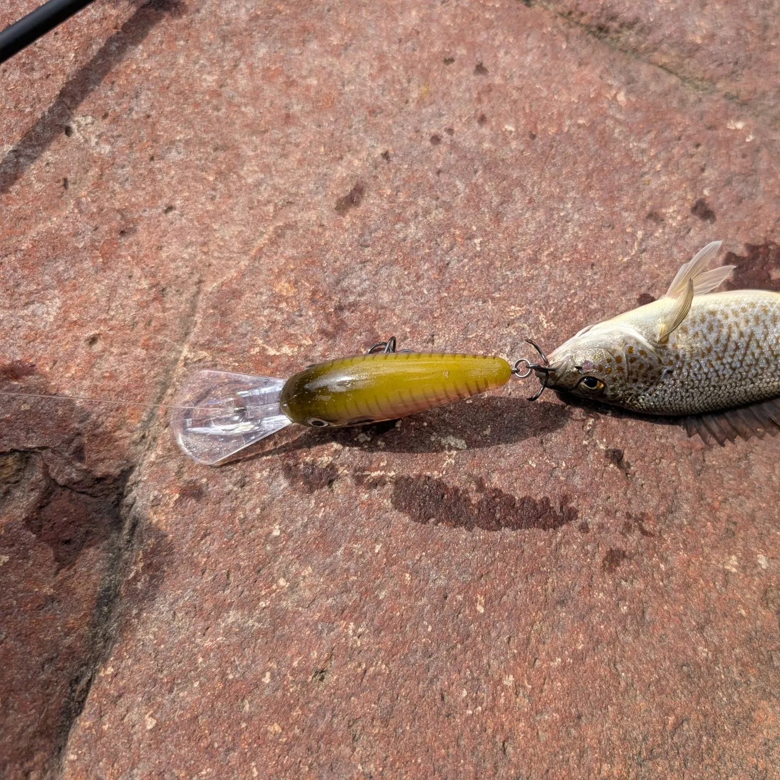 The most recent Spangled perch catches on Fishbrain