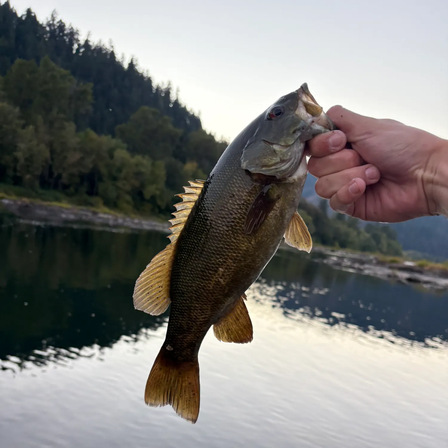 Smallmouth bass caught on Fishbrain