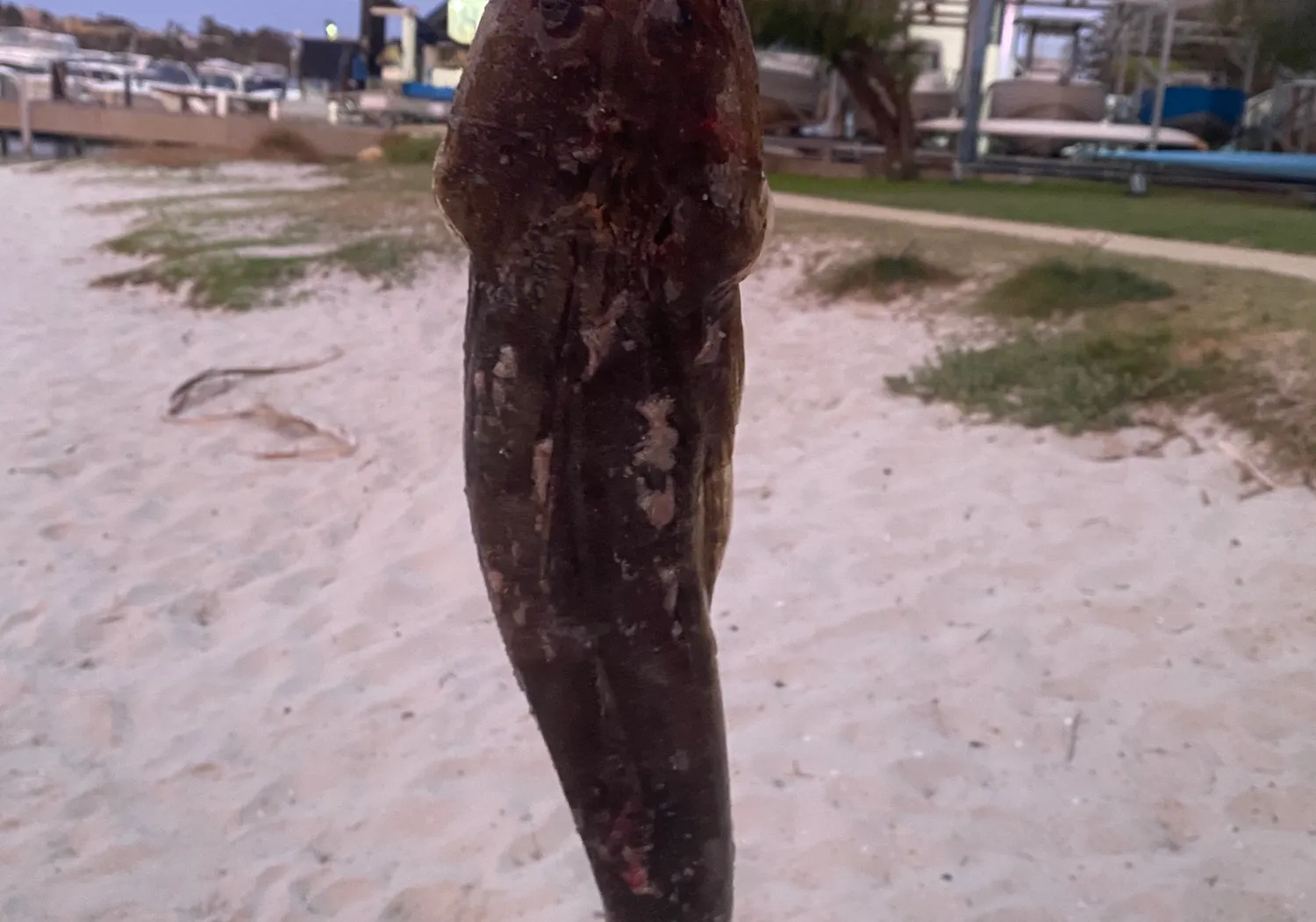 Fringe-eyed flathead