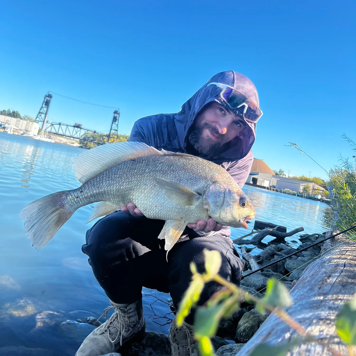 Freshwater drum caught on Fishbrain