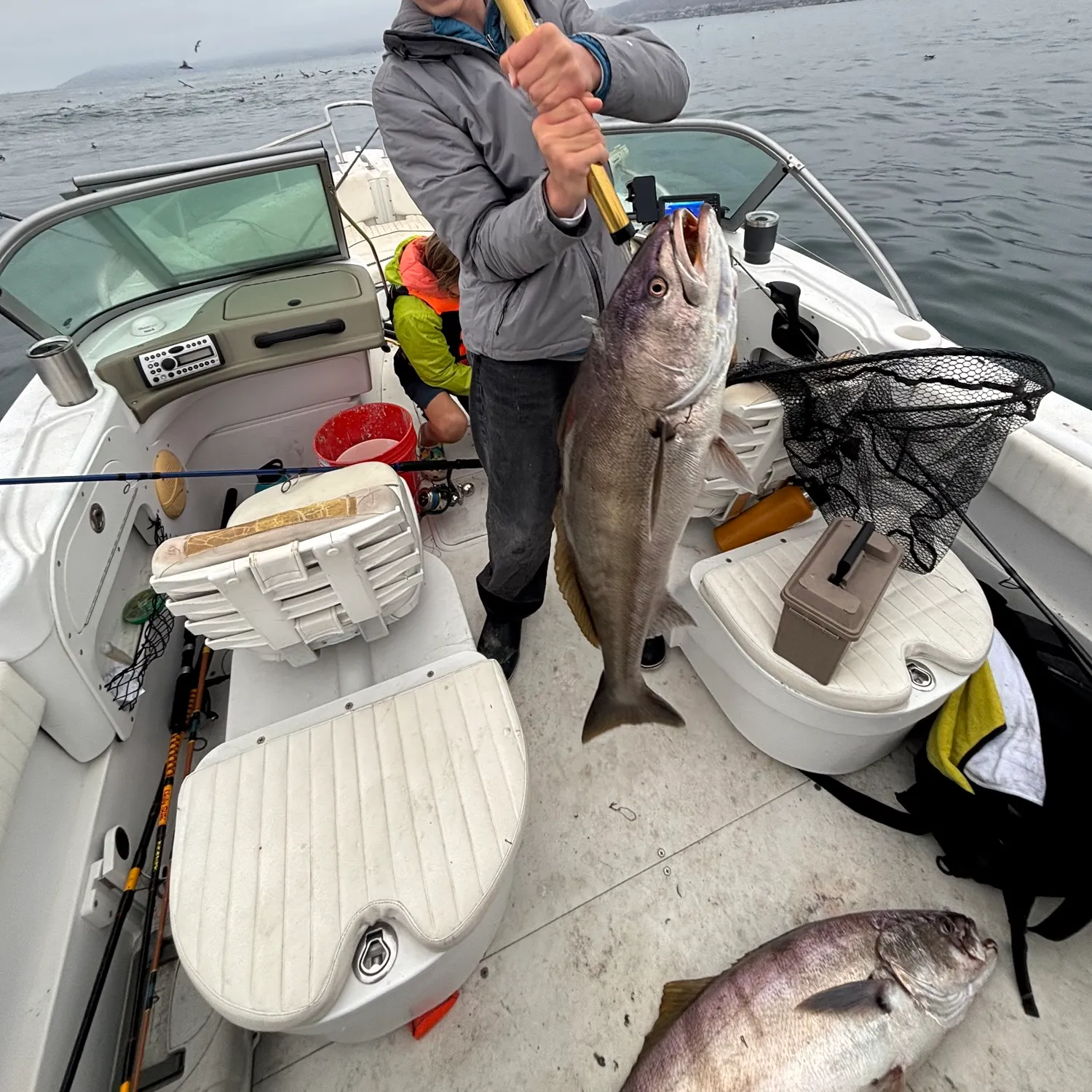 White seabass caught on Fishbrain