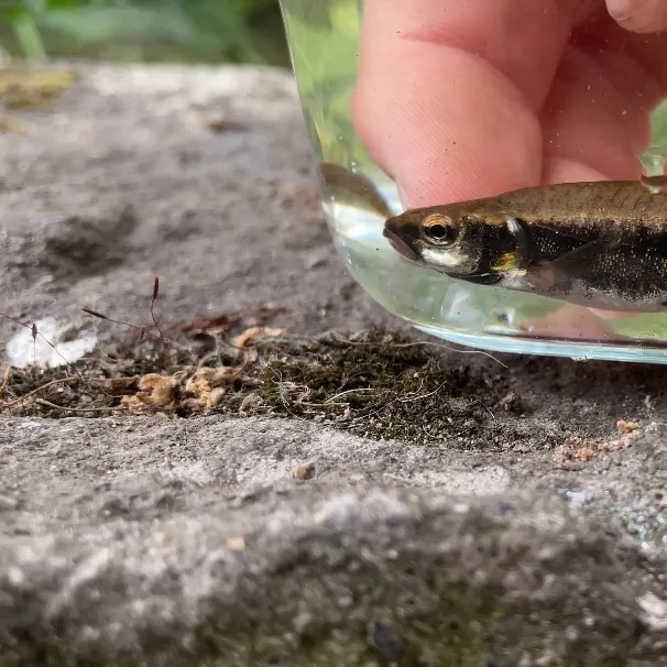 The most recent Eurasian minnow catches on Fishbrain