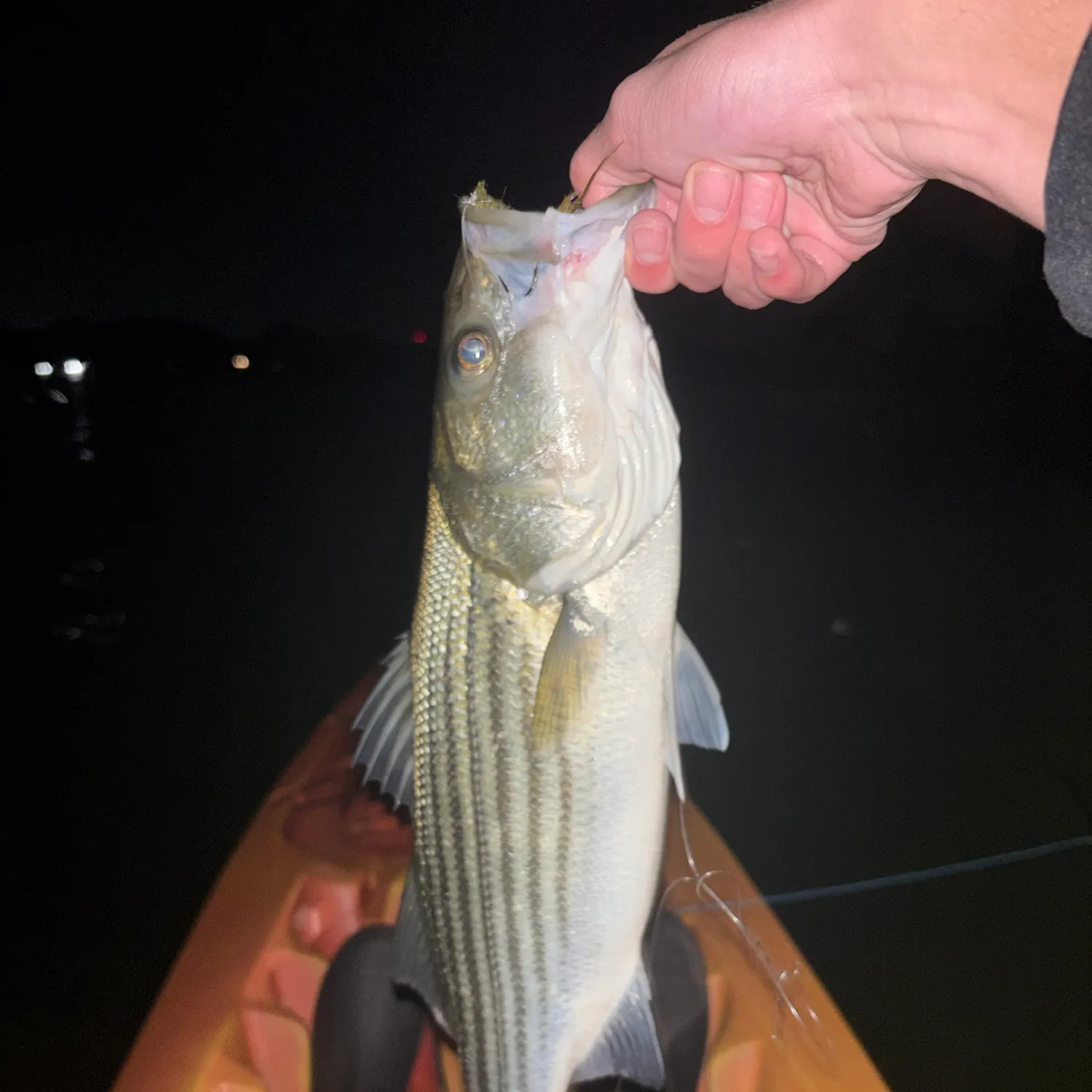 Striped bass caught on Fishbrain
