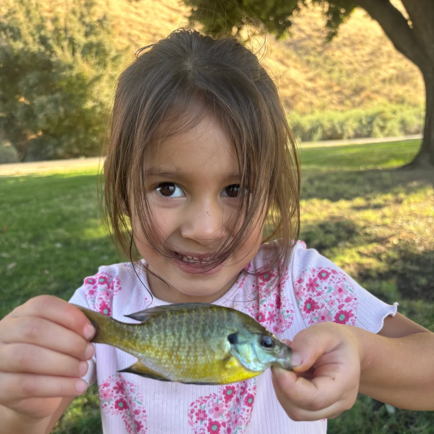 Bluegill caught on Fishbrain