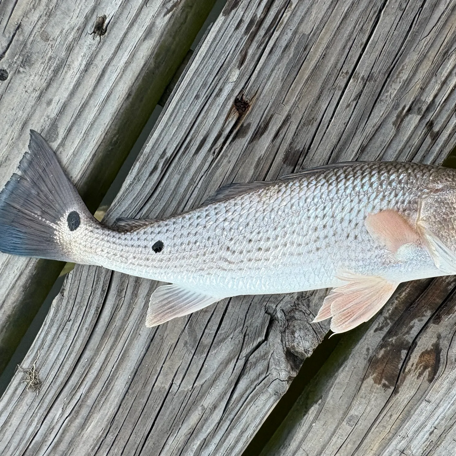 Red drum caught on Fishbrain
