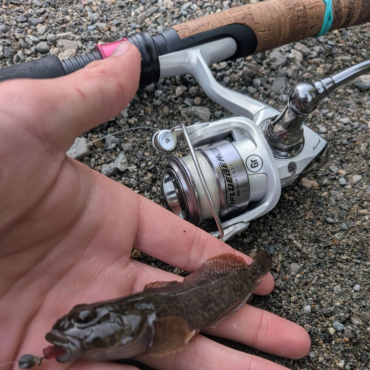 The most recent Prickly sculpin catches on Fishbrain