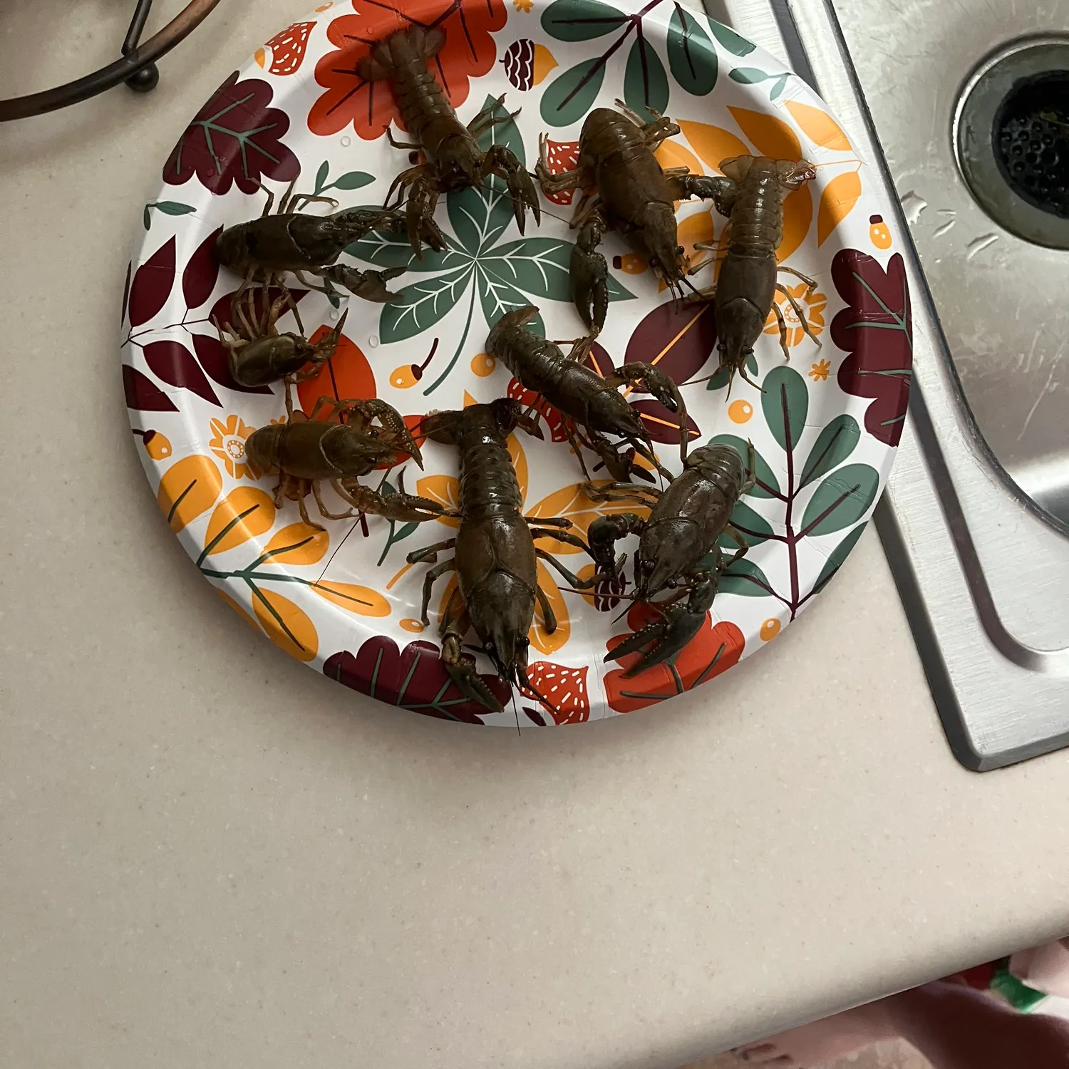 The most recent Red swamp crayfish catches on Fishbrain